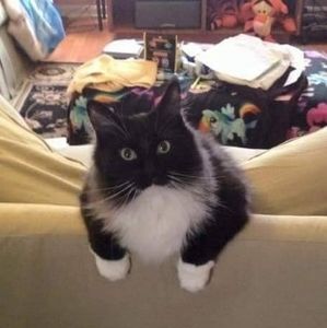 Meet your Posher, Nikki